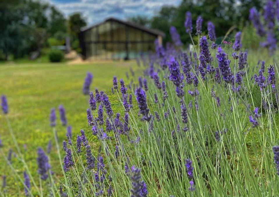 900 New lavender Plants